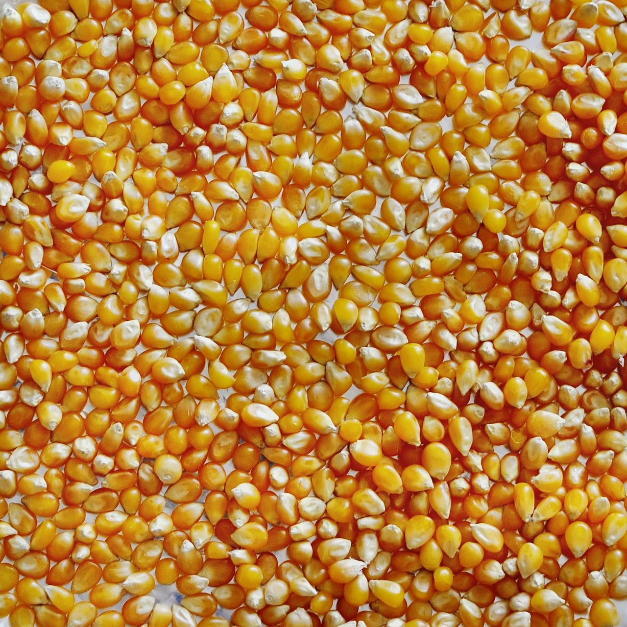 Popcorn Mais 500 gram